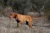 VIZSLA poil court 117